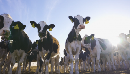 尊龙凯时牧场航拍